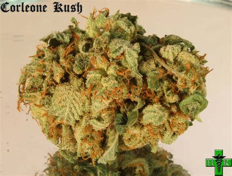 creole kush strain